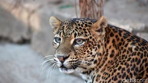 Melihat Macan Tutul Jawa yang Terancam Punah di Kebun Binatang Bandung
