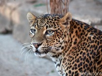 Macan Tutul Jawa, Kucing Besar yang Misterius