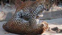 Macan tutul Jawa itu sudah dipelihara sejak 10 tahun silam.