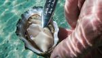 Di Australia Bisa Langsung Makan Tiram Segar di Tengah Lautan Lepas