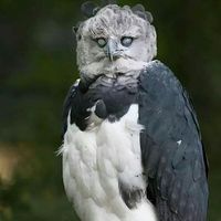 Burung Elang Paling Langka Akan Mendarat Di Singapura