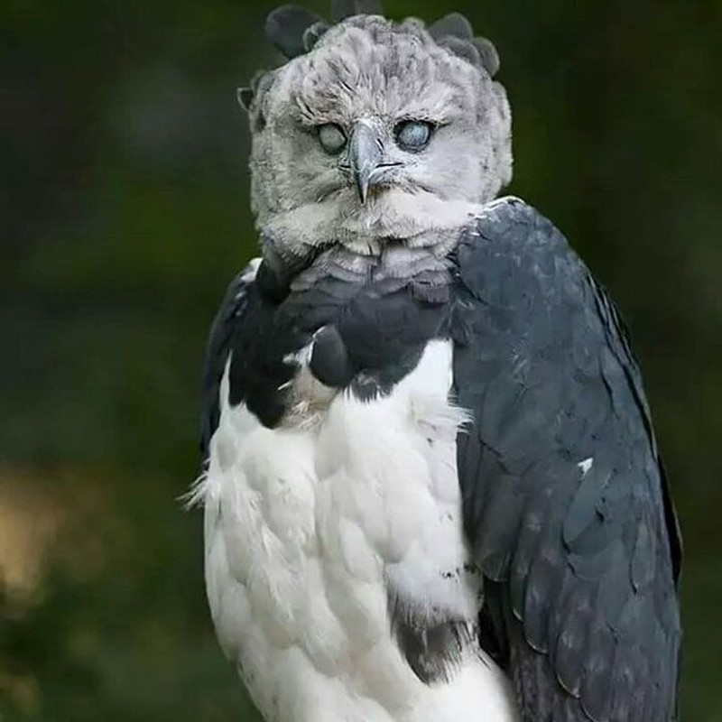 harpy eagle, elang harpy