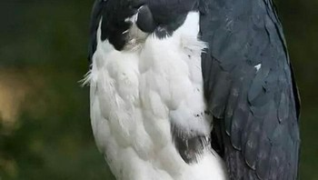 Elang harpy pertama kali menghebohkan jagat Facebook dan forum Reddit. Foto: via Bored Panda