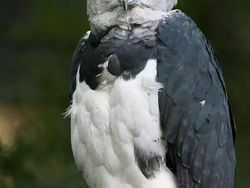 Elang Raksasa Sebesar Manusia, Sungguhan Ada