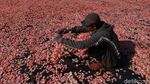 Melihat Produksi Kerupuk Bawang Putih di Rancasari