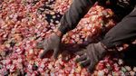Melihat Produksi Kerupuk Bawang Putih di Rancasari