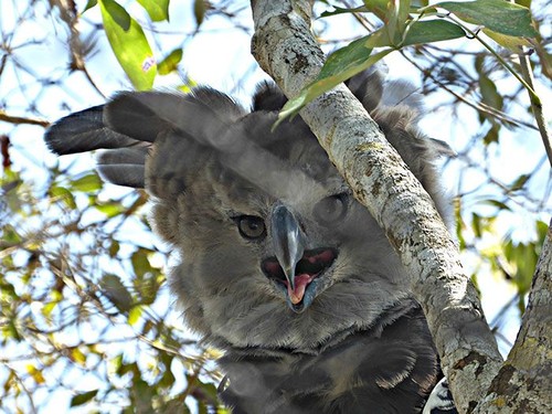 harpy eagle, elang harpy