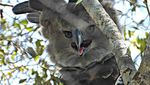 Wujud Makhluk Predator Terbesar di Langit