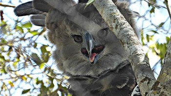 Elang harpy rupanya adalah burung nasional Panama. Foto: via Bored Panda