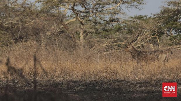 'Secuil' Afrika di Timur Jawa