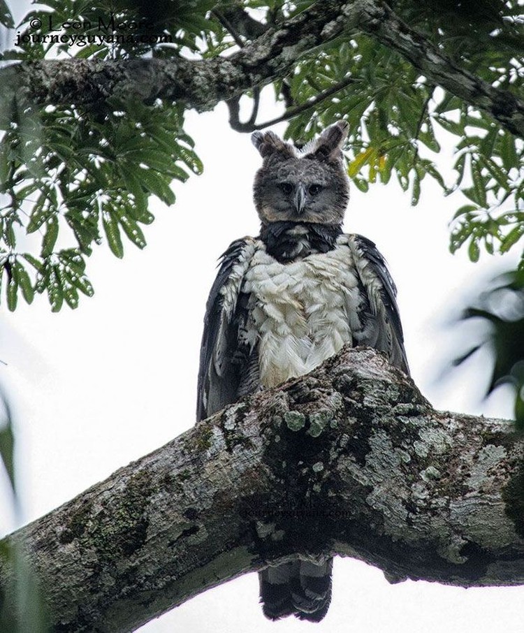 harpy eagle, elang harpy harpy eagle, elang harpy