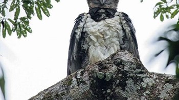 Ini adalah spesies elang harpy atau harpy eagle yang memiliki sayap lebih lebar dari elang lain di dunia. Foto: via Bored Panda