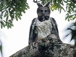 Elang Raksasa Sebesar Manusia, Sungguhan Ada