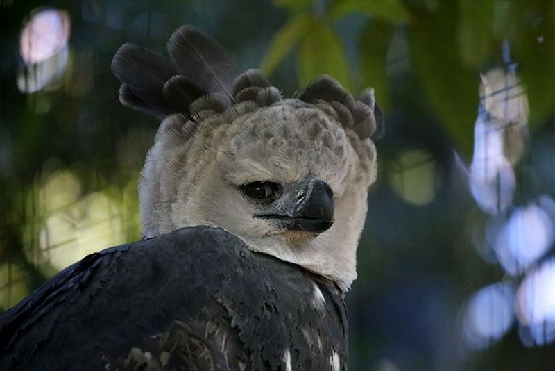 harpy eagle, elang harpy