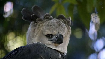 Banyak orang yang baru tahu kalau spesies burung ini sungguhan ada di dunia, bukan di dalam dongeng. Foto: via Bored Panda