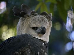 Elang Raksasa Sebesar Manusia, Sungguhan Ada