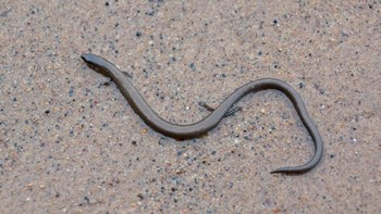 Menurut The Reptile Database, kadal ular kecil habitatnya di Asia Tenggara termasuk Indonesia. Namun ular berkaki ini juga dilaporkan ditemukan di Australia (iStock)