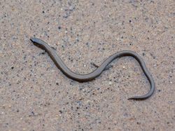 Potret Ular Berkaki di Dunia Nyata