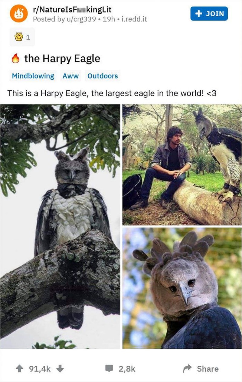 harpy eagle, elang harpy