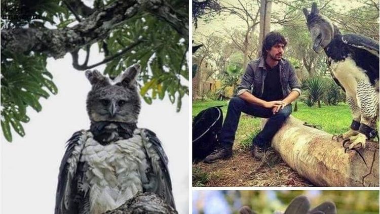 Ngeri Sekaligus Kagum! Foto Elang Harpy, Burung Raksasa Sebesar Manusia