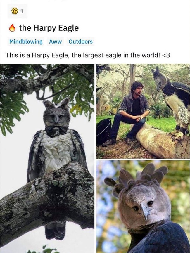 Ngeri Sekaligus Kagum! Foto Elang Harpy, Burung Raksasa Sebesar Manusia