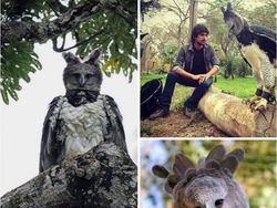 Elang Raksasa Sebesar Manusia, Sungguhan Ada