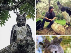 Ngeri Sekaligus Kagum! Foto Elang Harpy, Burung Raksasa Sebesar Manusia