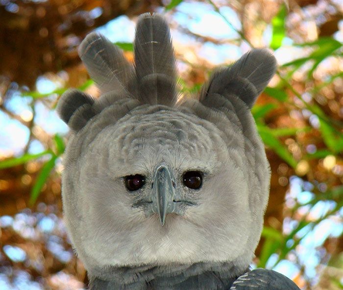 harpy eagle, elang harpy harpy eagle, elang harpy