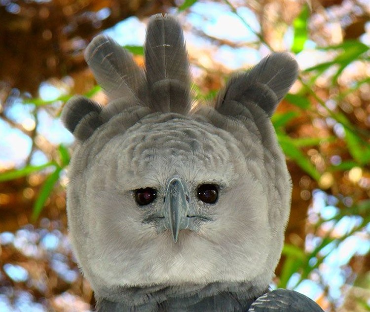 harpy eagle, elang harpy harpy eagle, elang harpy