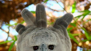 Elang harpy ada yang berjenis memiliki jambul. Foto: via Bored Panda