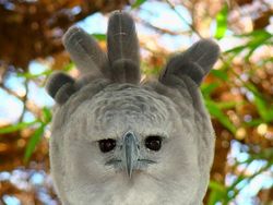 Elang Raksasa Sebesar Manusia, Sungguhan Ada