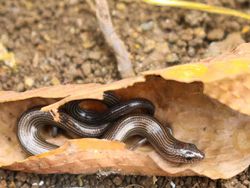 Potret Ular Berkaki di Dunia Nyata