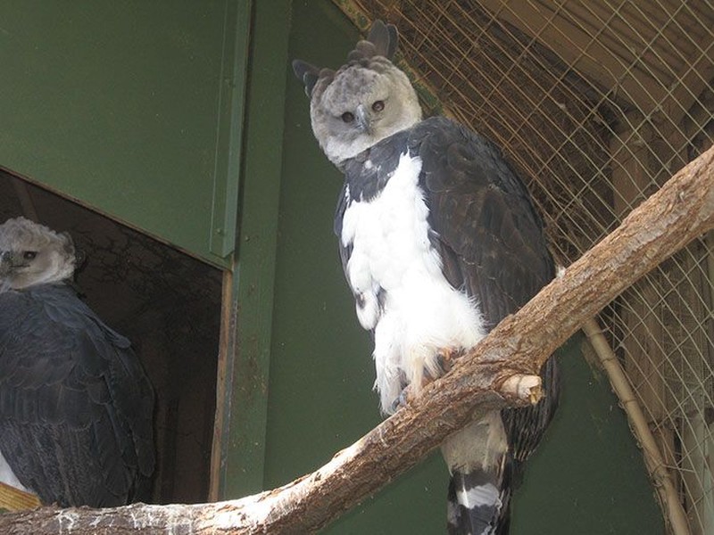 harpy eagle, elang harpy