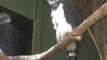 Ada juga jenis elang harpy yang tidak berjambul. Foto: via Bored Panda