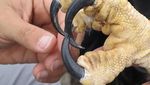 Wujud Makhluk Predator Terbesar di Langit