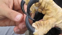 Jika melihat cakarnya bersanding dengan kepalan tangan manusia dewasa, kira-kira terbayang kan sebesar apa burung ini? Foto: via Bored Panda  