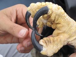 Elang Raksasa Sebesar Manusia, Sungguhan Ada