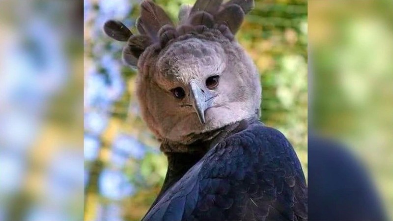 elang harpy, harpy eagle