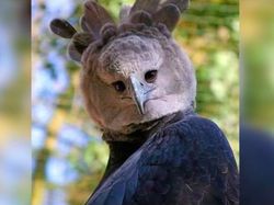 Elang Raksasa Sebesar Manusia, Sungguhan Ada