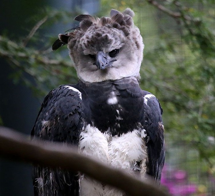 harpy eagle, elang harpy harpy eagle, elang harpy