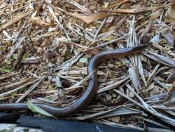 Potret Ular Berkaki di Dunia Nyata