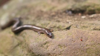 Hewan ini adalah kadal ular, yang ini ditemukan di Bogor. Nama latinnya adalah Lygosoma quadrupes (Akhsan Baihaqi/iNaturalist)