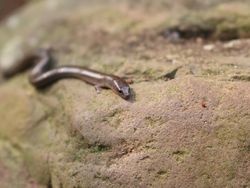 Potret Ular Berkaki di Dunia Nyata