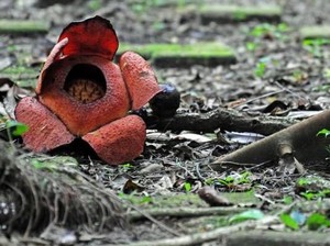 Yuk ke Kebun Raya Bogor, Bunga Rafflesia sedang Mekar