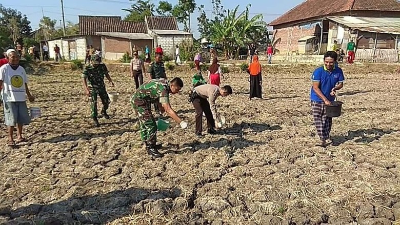 TNI dan Polisi di Lamongan Kompak Bantu Petani Basmi Tikus TNI dan Polisi di Lamongan Kompak Bantu Petani Basmi Tikus