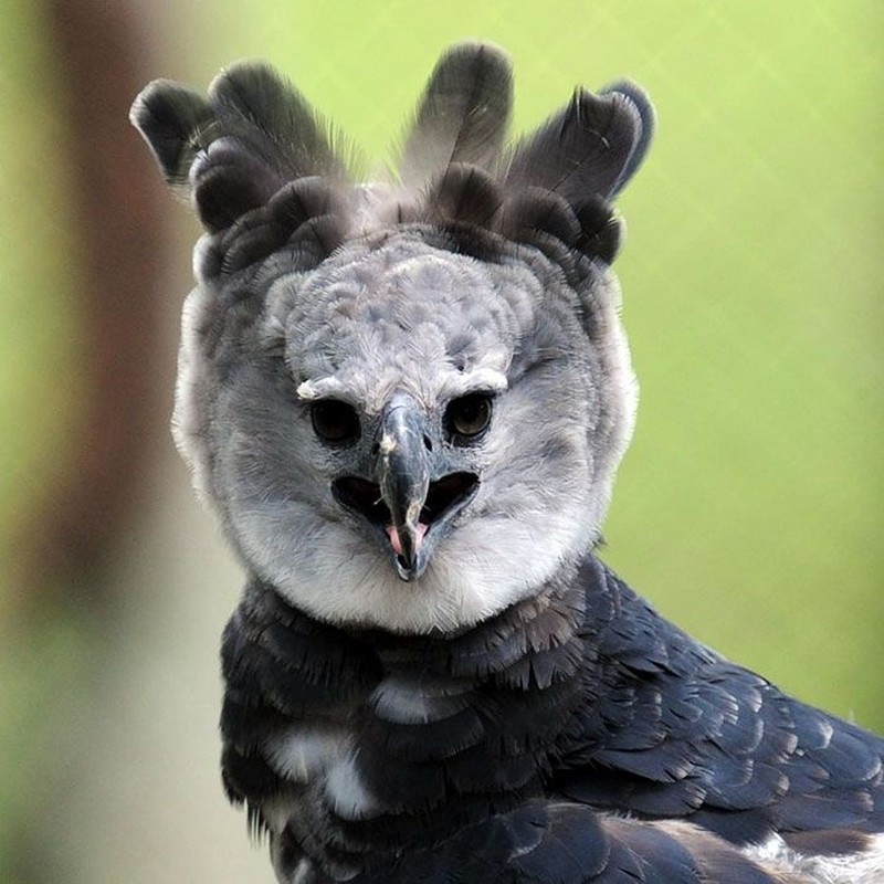 harpy eagle, elang harpy