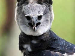 Elang Raksasa Sebesar Manusia, Sungguhan Ada