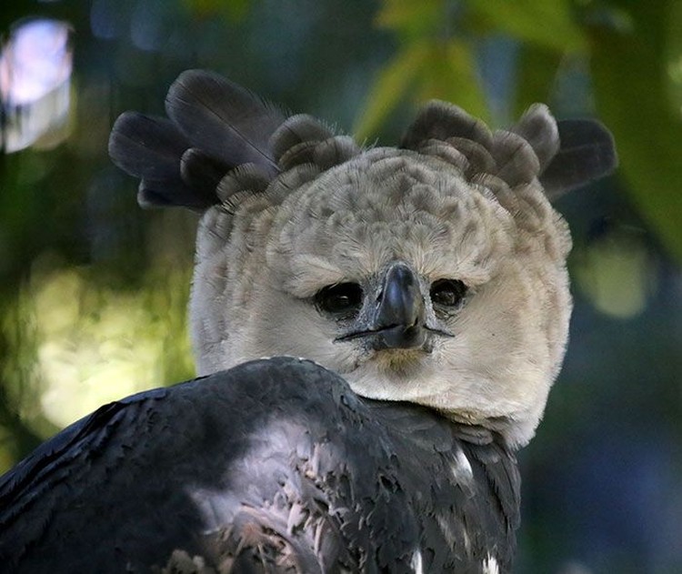 harpy eagle, elang harpy harpy eagle, elang harpy