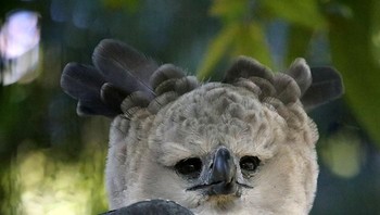 Foto elang harpy yang dibagikan di Facebook sempat viral setelah salah satu pengguna Twitter mempostingnya beberapa waktu lalu. Foto: via Bored Panda