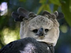 Elang Raksasa Sebesar Manusia, Sungguhan Ada